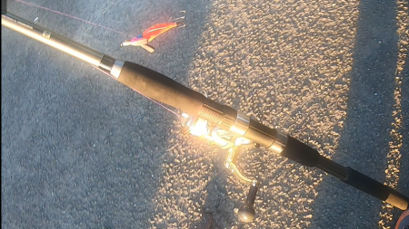 朝マズメ、タコング調査。タコカウント2匹目ｗ